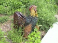 Rooster